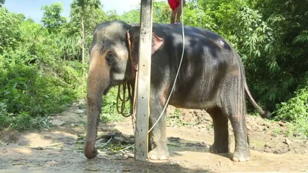 Lavage des éléphants 