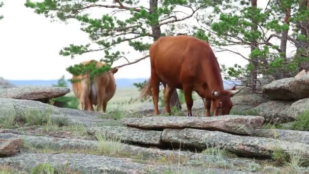 Vacas marrons — Vídeo de Stock