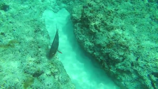 Tropikal balıklar — Stok video