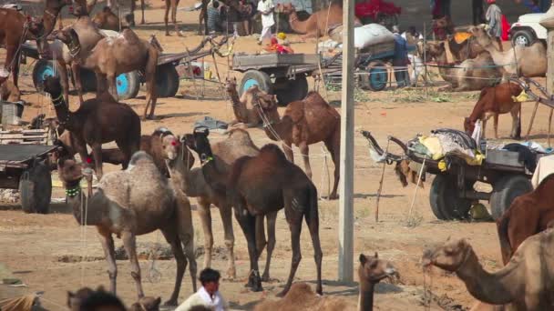 Feria de camellos — Vídeo de stock