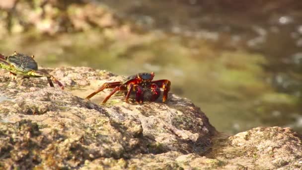 Crabs on the rock — Stock Video