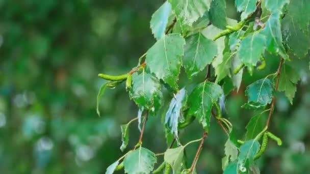 Lluvia de verano — Vídeos de Stock