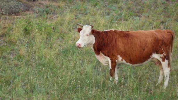 Vaca de pastoreo — Vídeo de stock