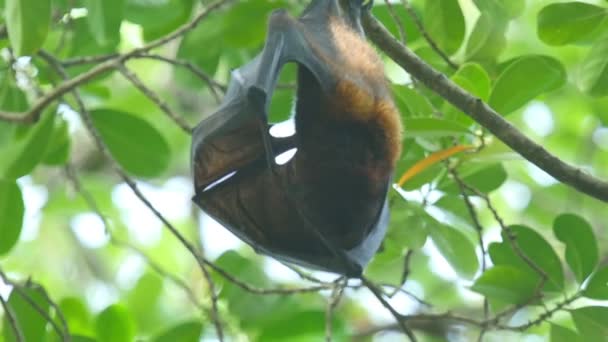 Flying fox — Stockvideo