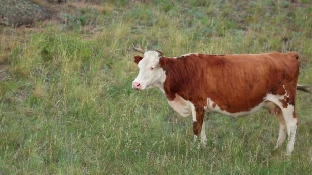 Пасущаяся корова — стоковое видео