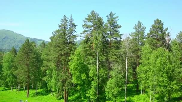 Ліс — стокове відео