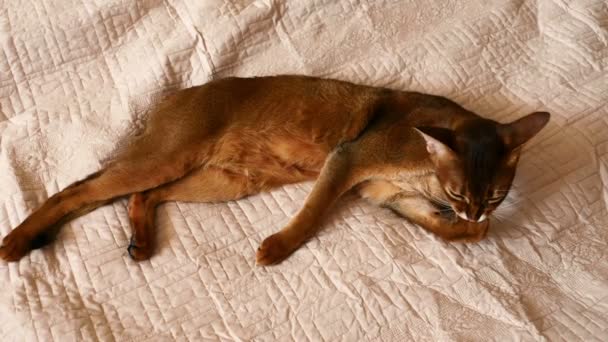 Abyssinian cat — Stock Video