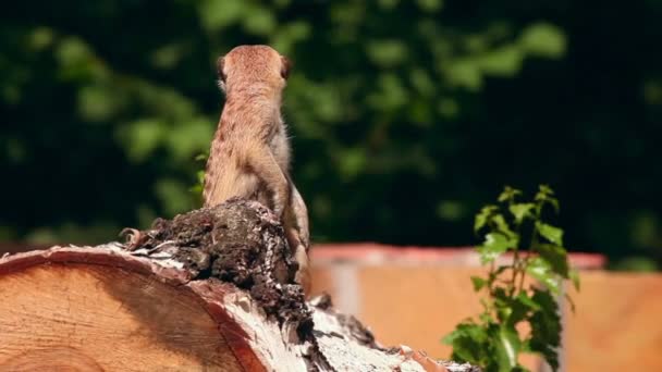 Meerkat. — Αρχείο Βίντεο