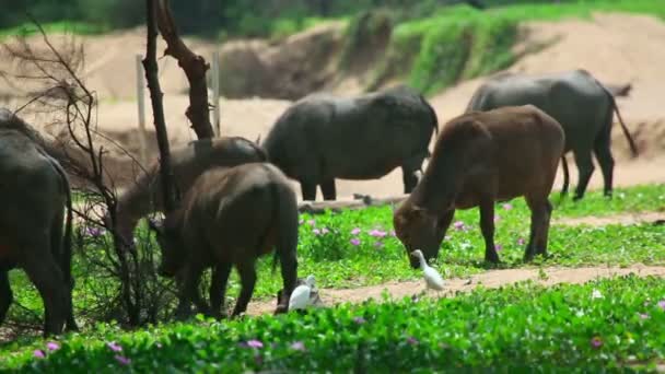 Buffaloes and herons — Stock Video