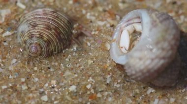 münzevi kimse Yengeç