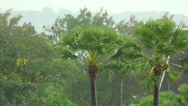 Тропічний дощ — стокове відео