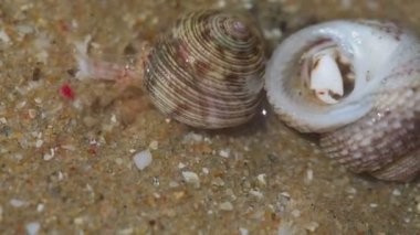 münzevi kimse Yengeç