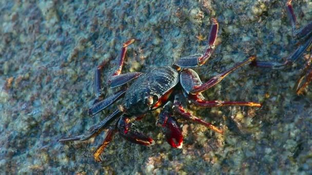 Crabes de pierre 