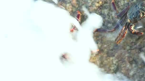 Crabes de pierre 