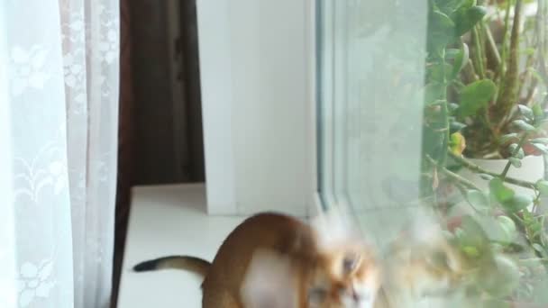 Kucing Abyssinian — Stok Video