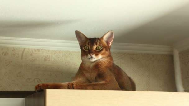 Abyssinian kat — Stockvideo