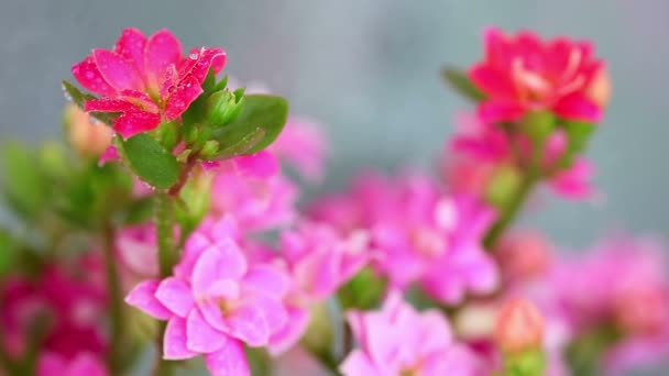 Roze kalanchoe — Stockvideo