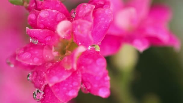 Roze kalanchoe — Stockvideo