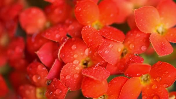Red kalanchoe — Stock Video