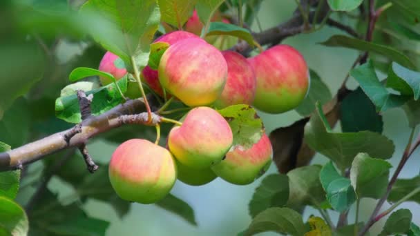 Manzanas en la rama del árbol — Vídeo de stock