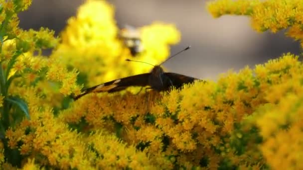 Papillon sur une fleur jaune — Video