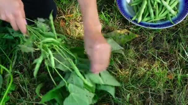 Hands picking string beans — Stock Video