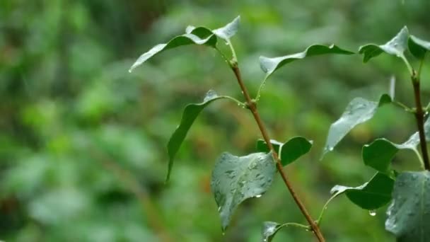 Hojas bajo lluvia de verano — Vídeo de stock