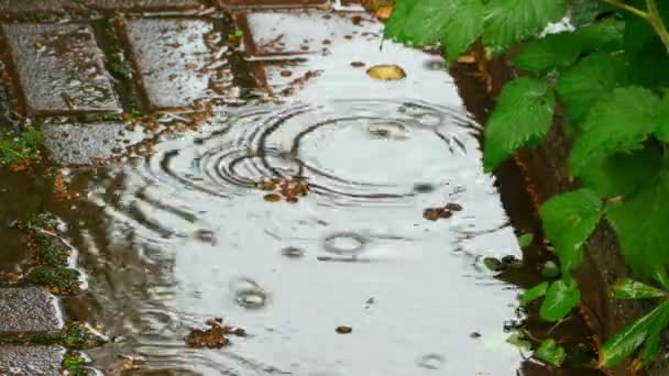 夏天的雨，在水面上 — 图库视频影像