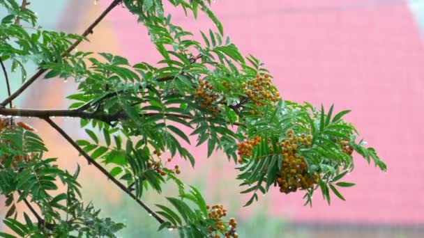 雨の下でナナカマドの木の枝 — ストック動画
