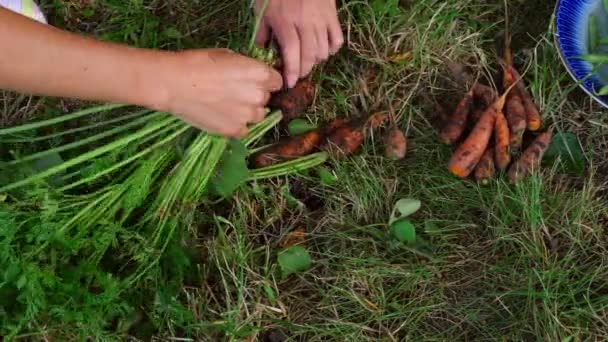 Ręce wykorzenić marchew — Wideo stockowe