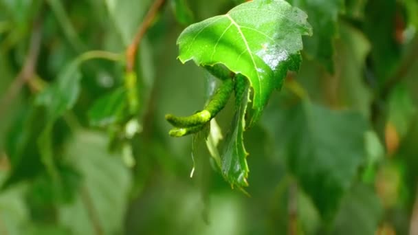 Branche de bouleau après la pluie — Video