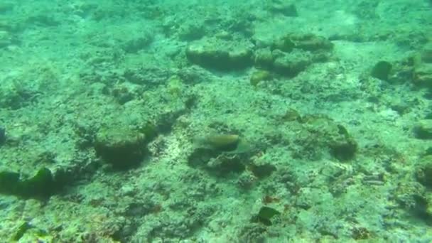 Ikan bawah laut tropis — Stok Video