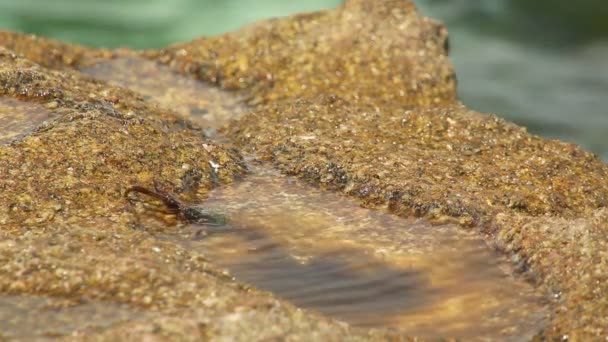 Cangrejo de piedra en la roca — Vídeo de stock