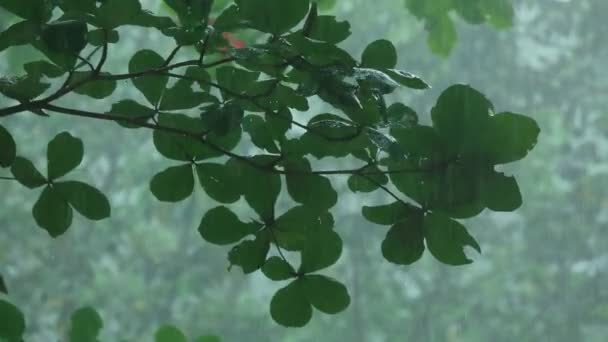 热带暴雨 — 图库视频影像