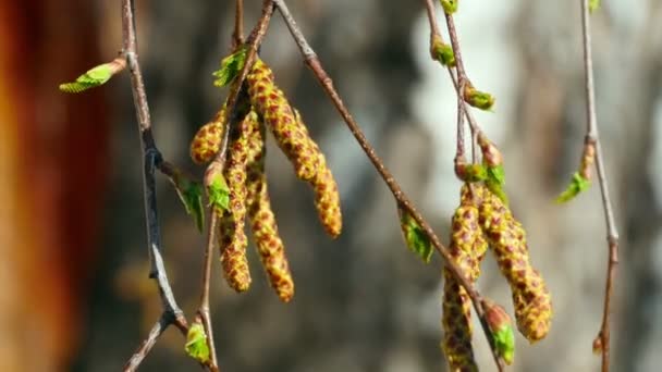 Catkin nyír — Stock videók