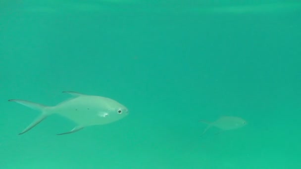 Peces tropicales — Vídeos de Stock