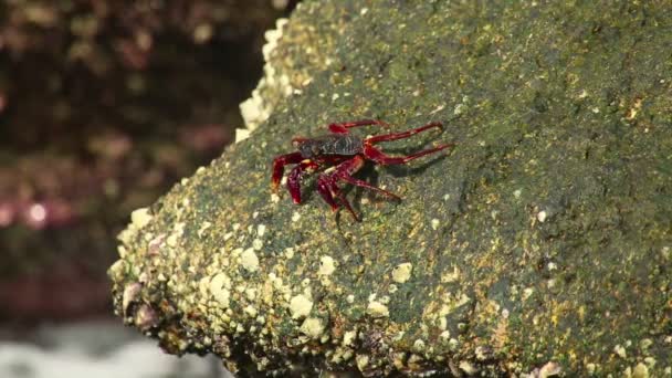 Stone crab — Stockvideo