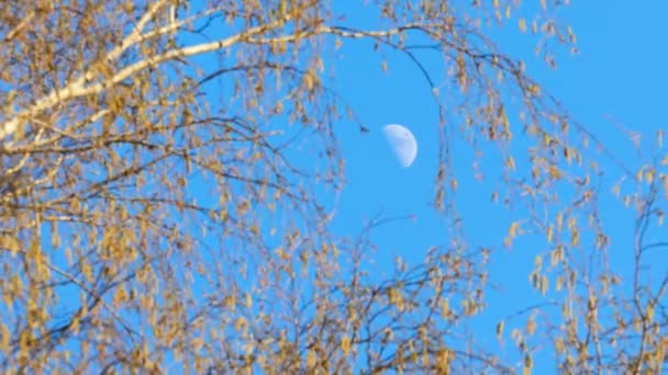 Moon and birch — Stock Video