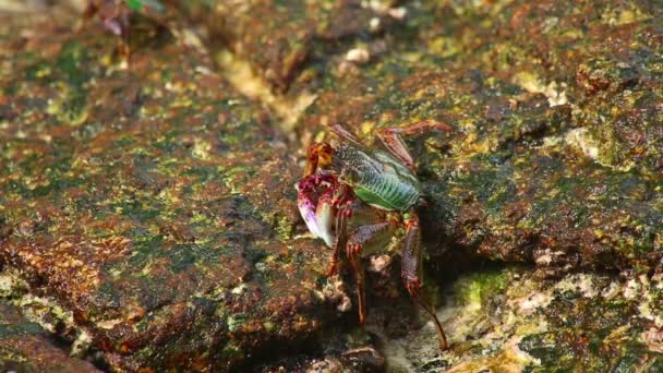 Crabe des rochers — Video