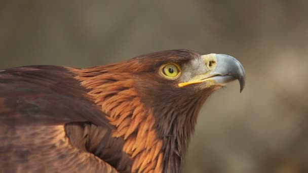 Águila real — Vídeo de stock