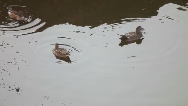 池のアヒル — ストック動画