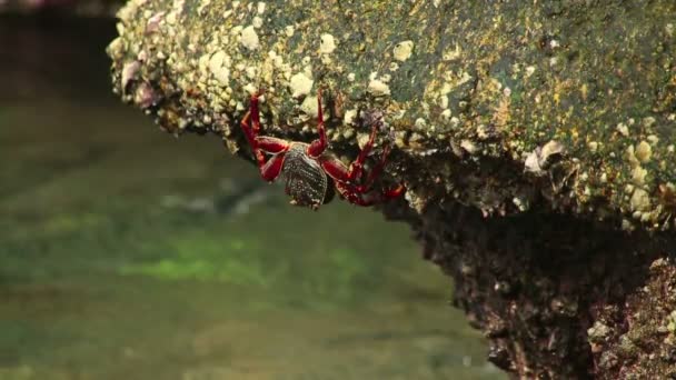 Crabe des rochers — Video