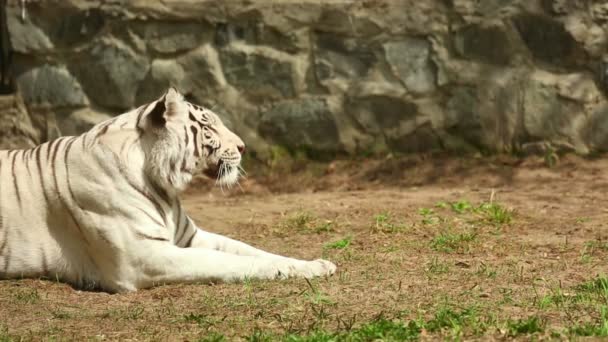 Weiße Tigerin — Stockvideo