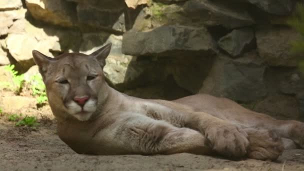 Lion de montagne américain — Video