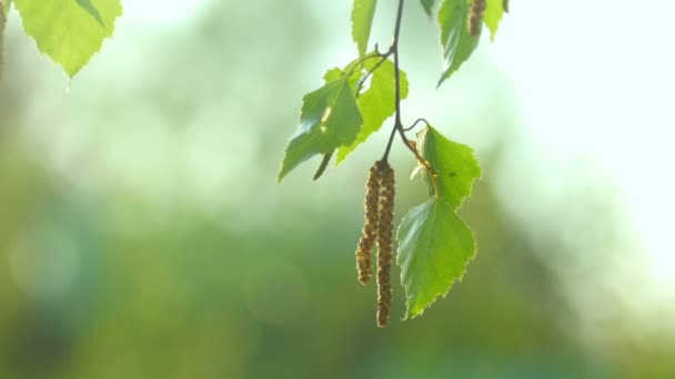 Catkin nyír — Stock videók