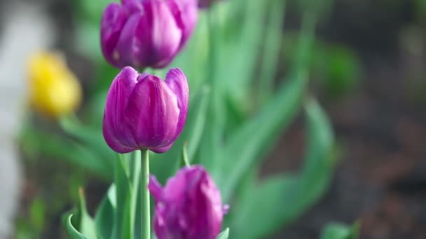 Fialový Tulipán květy — Stock video