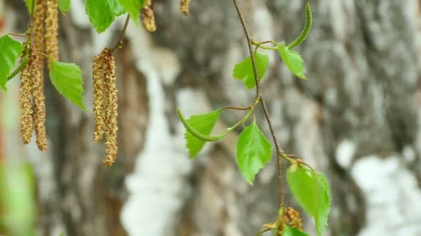 Birch catkin — Stock Video