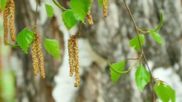 Catkin nyír — Stock videók