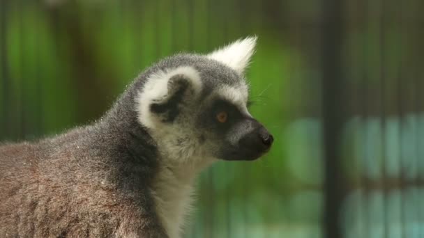 Ogoniasty lemur — Wideo stockowe