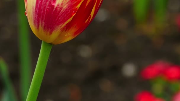 Тюльпан-квітка — стокове відео